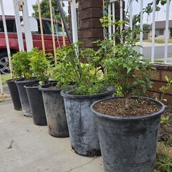 Chiltepin Plantas 