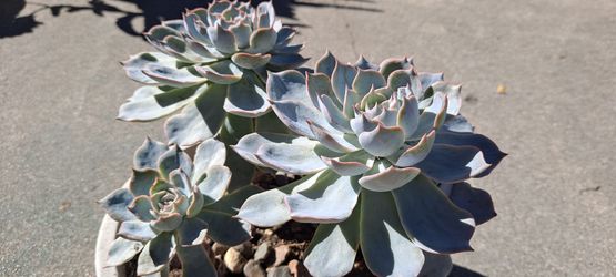 Beautiful succulent plants