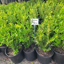 Boxwood 