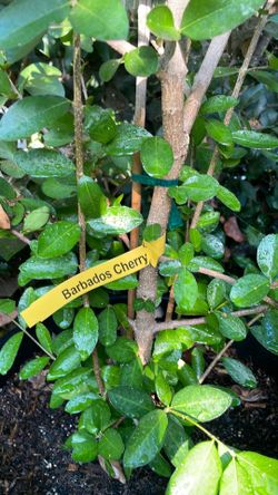 Barbados Cherry fruit tree