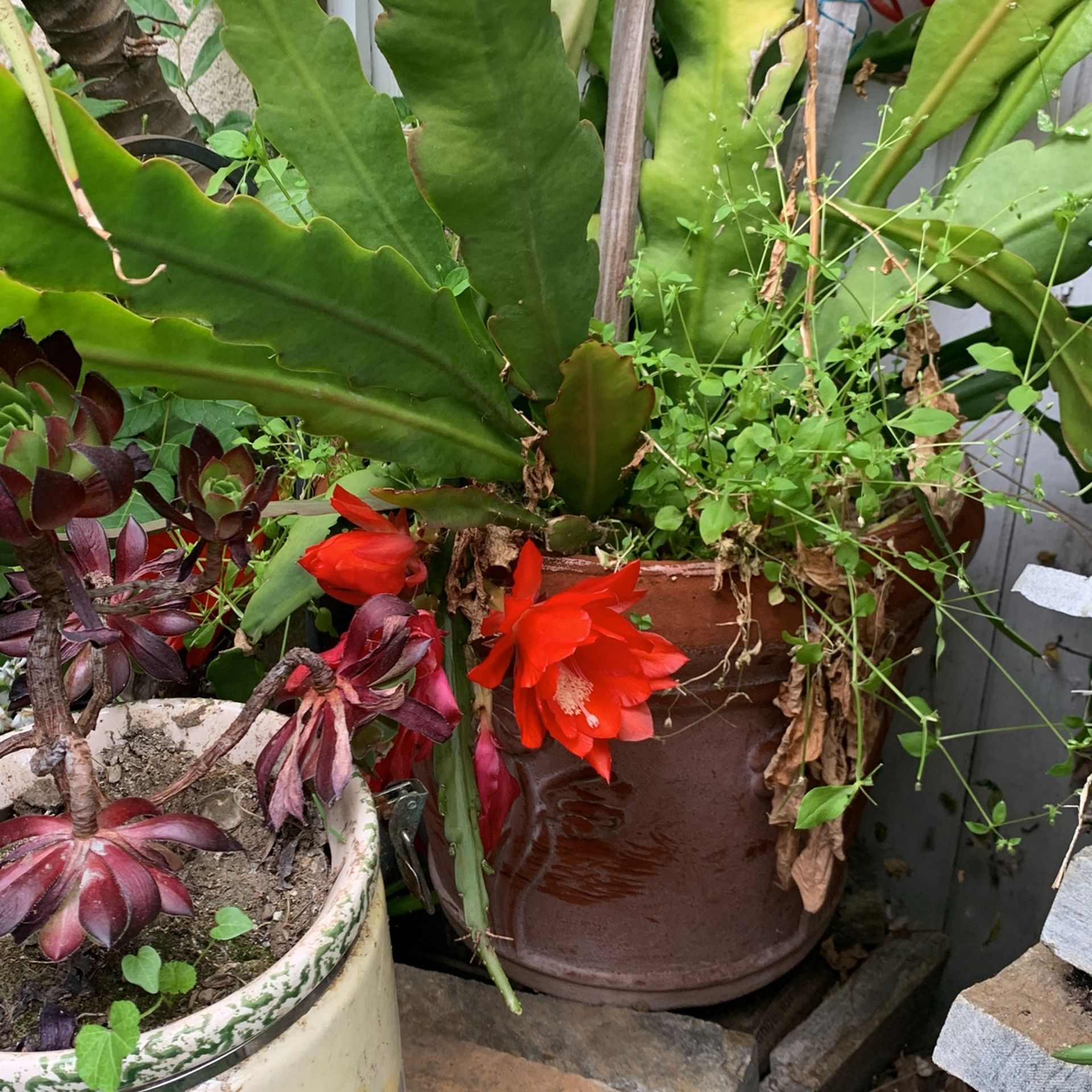 Beautiful Red Flower Plant In Foam 15 Gallon Container.