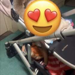 UppaBaby Vista Stroller 