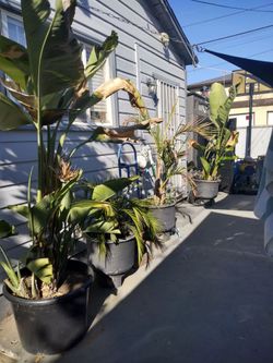 Plants with huge planters