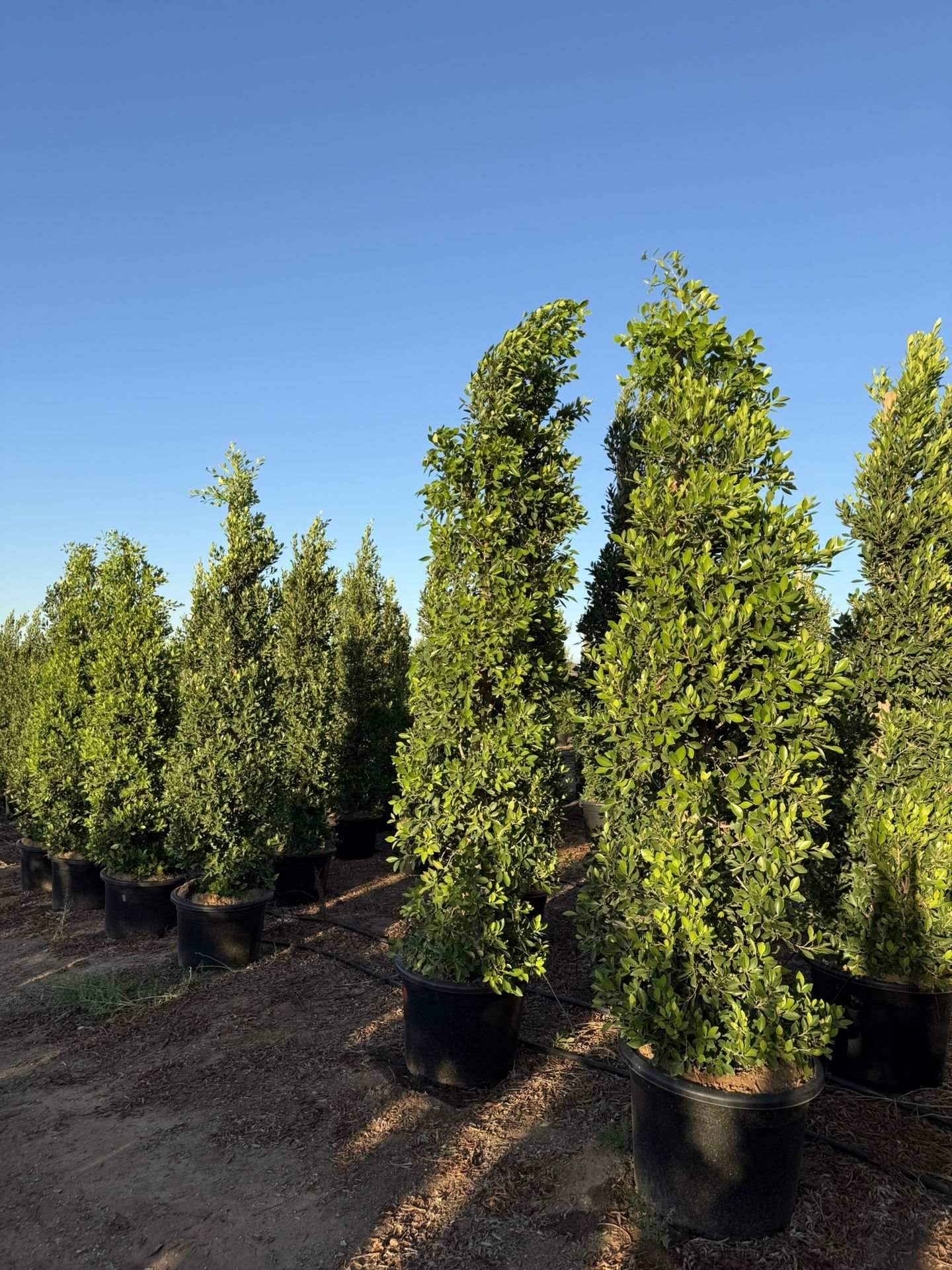 Ficus 9 Ft tall