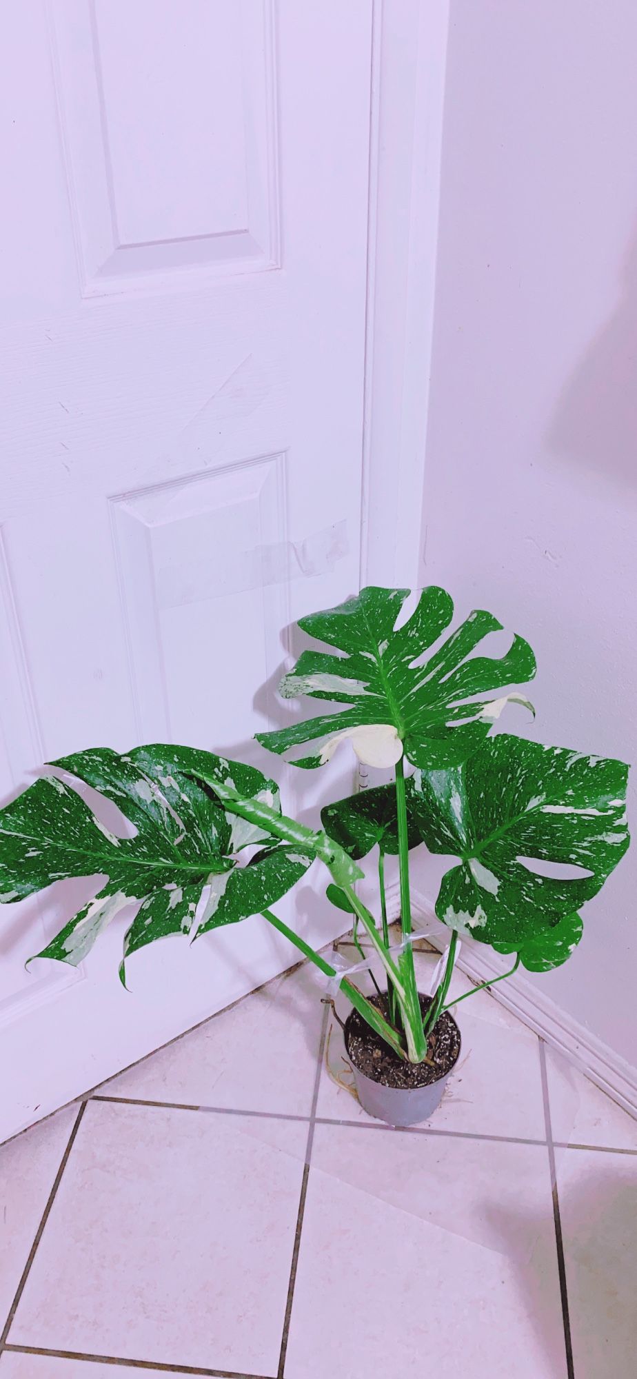 Thai Constellation Monstera Plant
