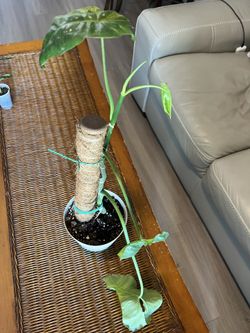 Philodendron ParaÃso Verde