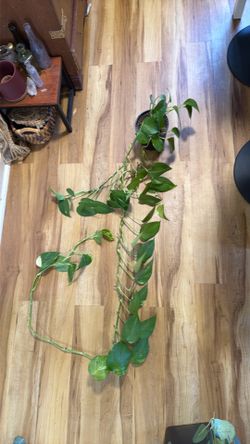 Long trailing pothos