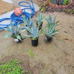 Maguey Plants