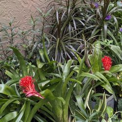 Bromeliad Ty Palm Coleus  Plumeria Snake Croton $3 each or 4 for $10