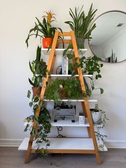 Plants and Shelf Sale!
