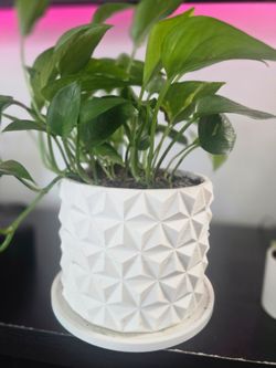 Pots/ Planters