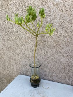30” Tall Lemon Bean Bush Tree/Senecio barbertonicus
