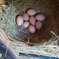 Eggs