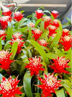 Indoor Plants