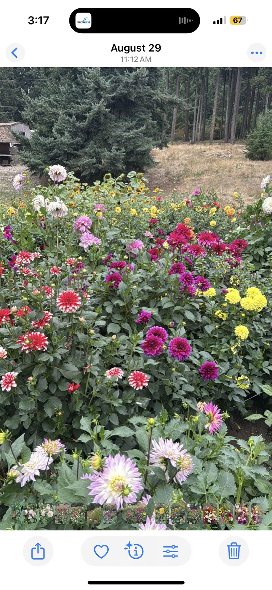 Dahlia Clumbs And Tuber Mystery Varieties