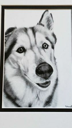Realistic Graphite Pencil Drawing, Printed And Matted, Size 8x10, Dog- Husky