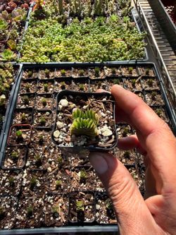 Crassula Buddha's Temple ☺️🔥🪴