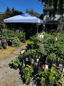 Plant sale and garage sale and Pokémon cards
