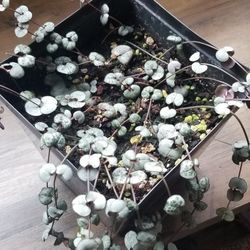 String Of Hearts (Ceropegia Woodii) Plant