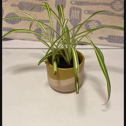 Spider Plant In Glazed Ceramic Pot