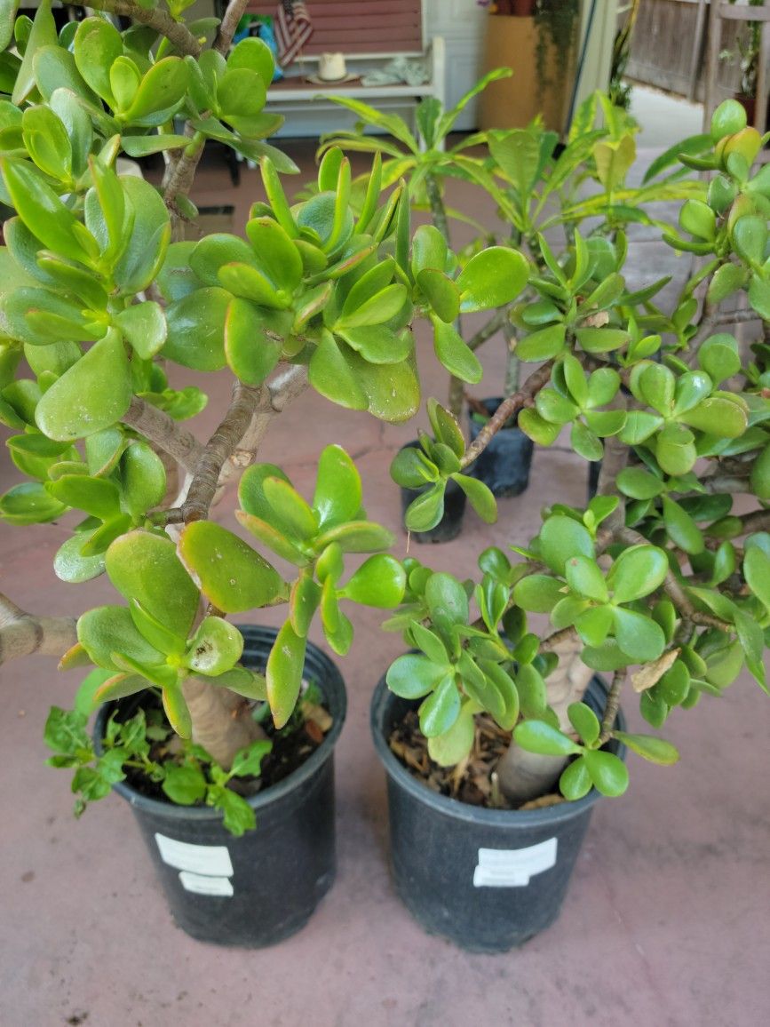 Jade Plants In 5gal Pot Over 3ft Tall Only $13 Each