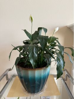 Live peace Lily plant in large 12” pot