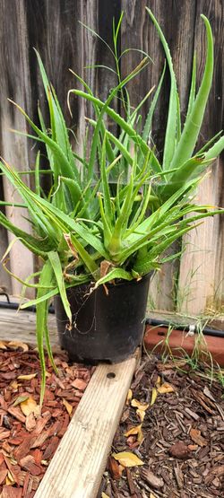 Aloe Vera Plant in Black Pot