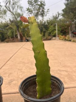 Dragon Fruit Plants ( Rooted and Started Flowering) $10.00 Only 