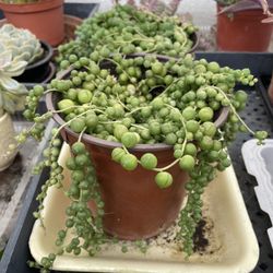 6in Pot String Of Pearl Succulent 