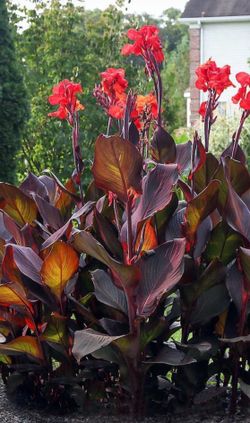 Canna plants