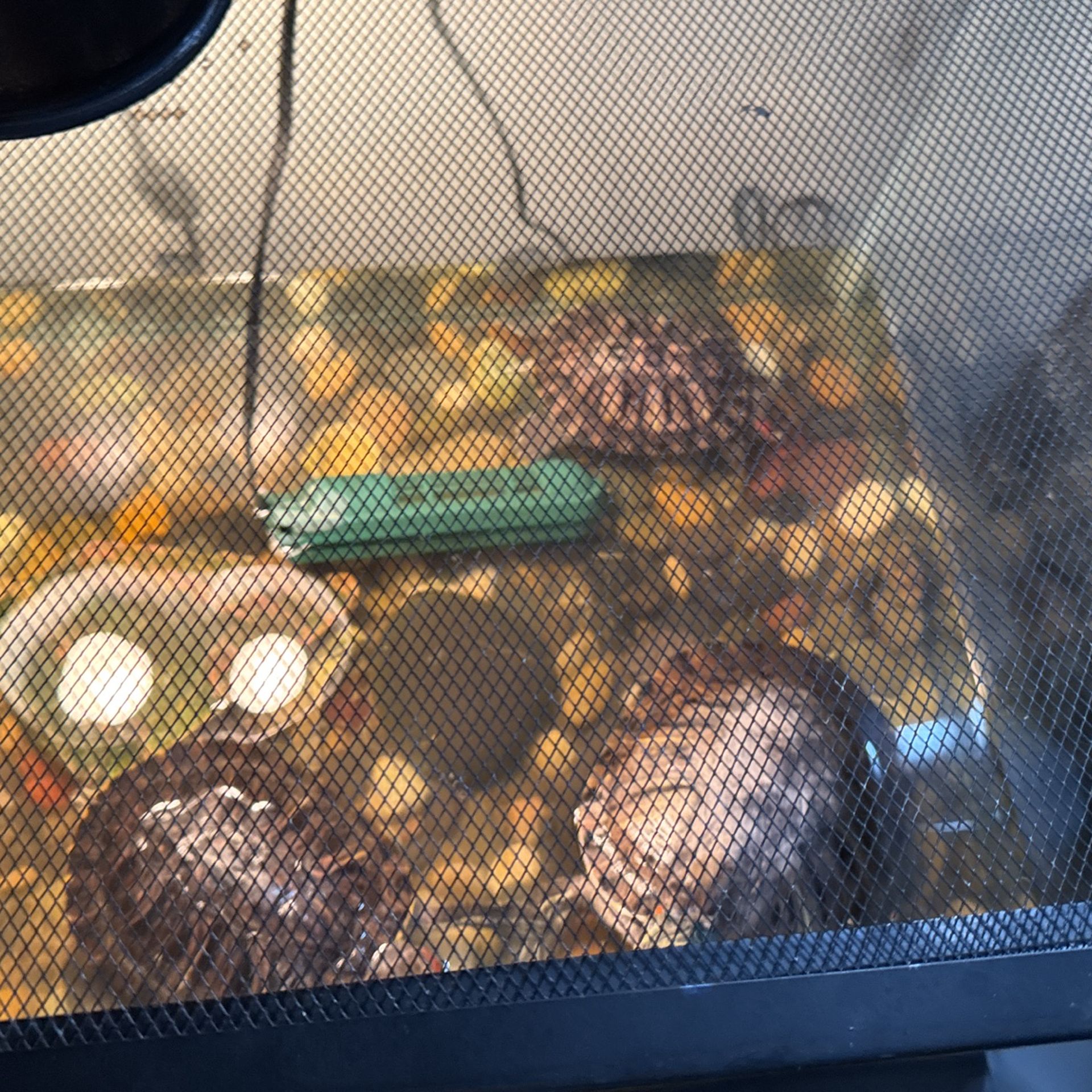 Free Turtles