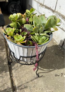 Potted Succulent WithStand