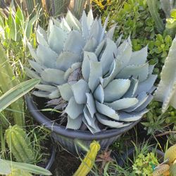 artichoke agave plant