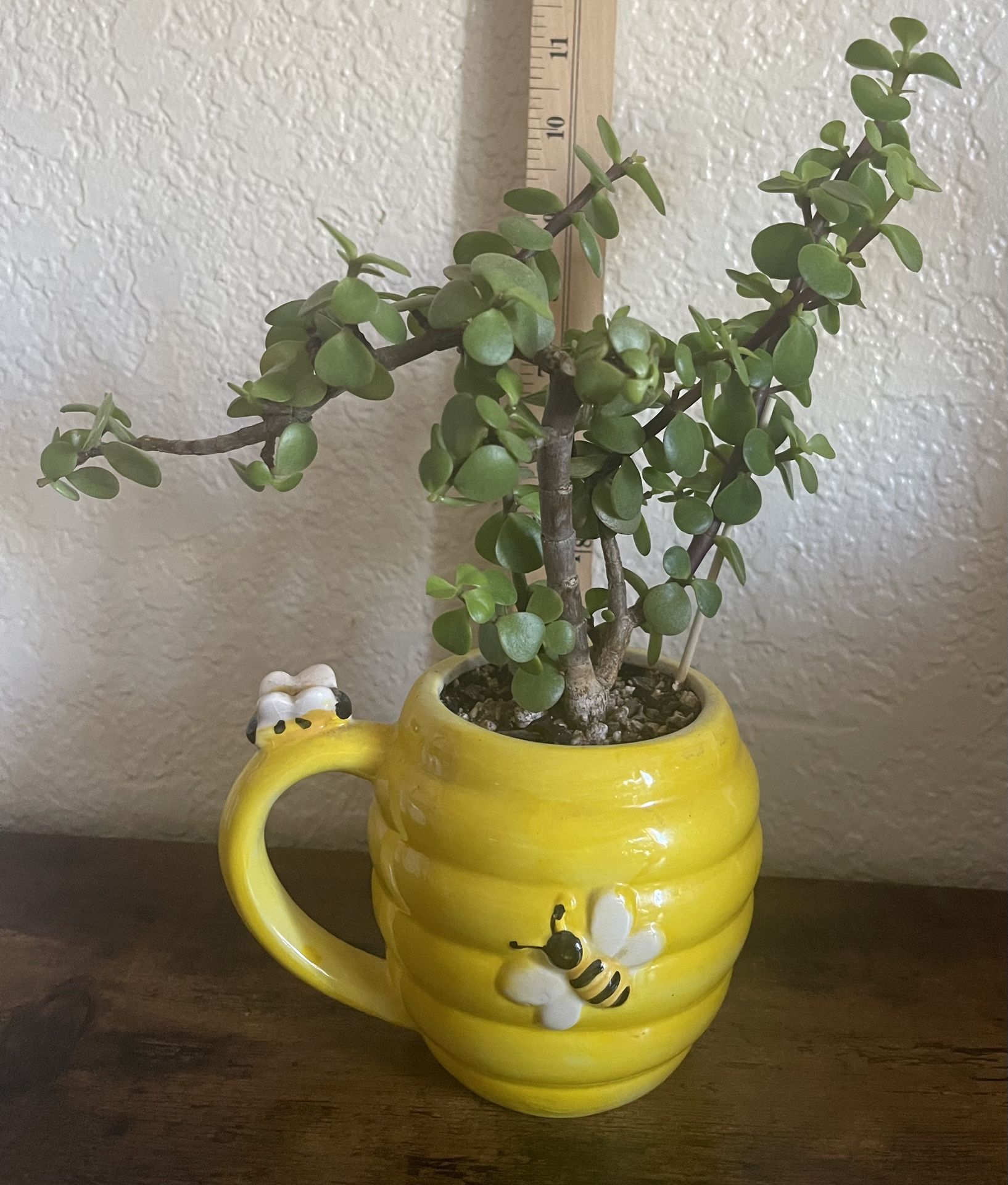 Portulacaria Afra (live succulent plant