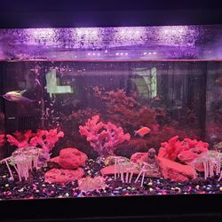 25 Gallon Fish Tank with Filter System 