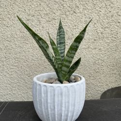 Snake Plant.