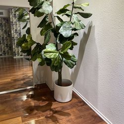 Large Faux Fiddle Leaf Plant And Ceramic Pot 