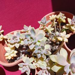 Succulent Plants 
