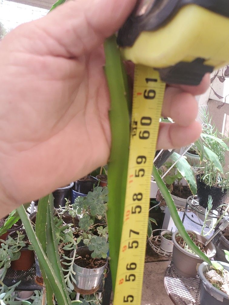 Red Dragon Fruit Plant 61 Inches