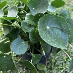 PILEA PEPEROMIOIDES/ CHINESE MONEY PLANT ( 1 Gallon Pot)