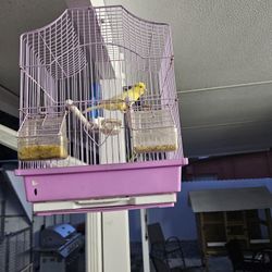Bird Cage 