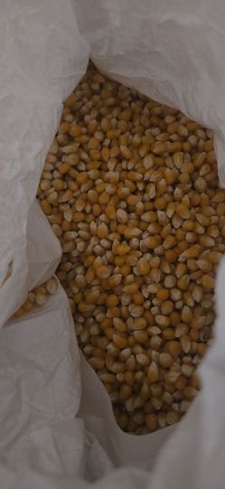 Corn Popcoorn