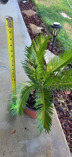 King Sago Palm