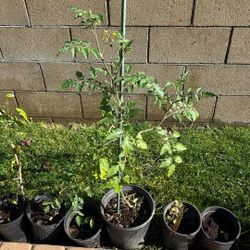 Cherry Tomatoes With Fruit Red 