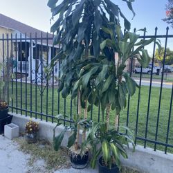 Big Beautiful House Plants 