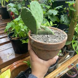 Plant Cactus /nopal Plant Prickly Pear Cacti 
