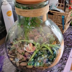 Live Terrarium 