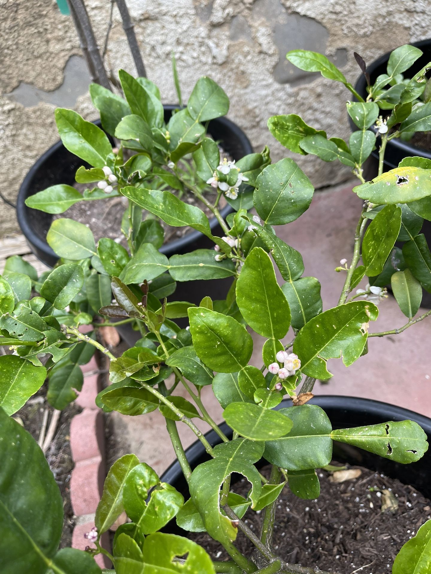 Kaffir Lime Tree for Sale in City Of Industry, CA OfferUp