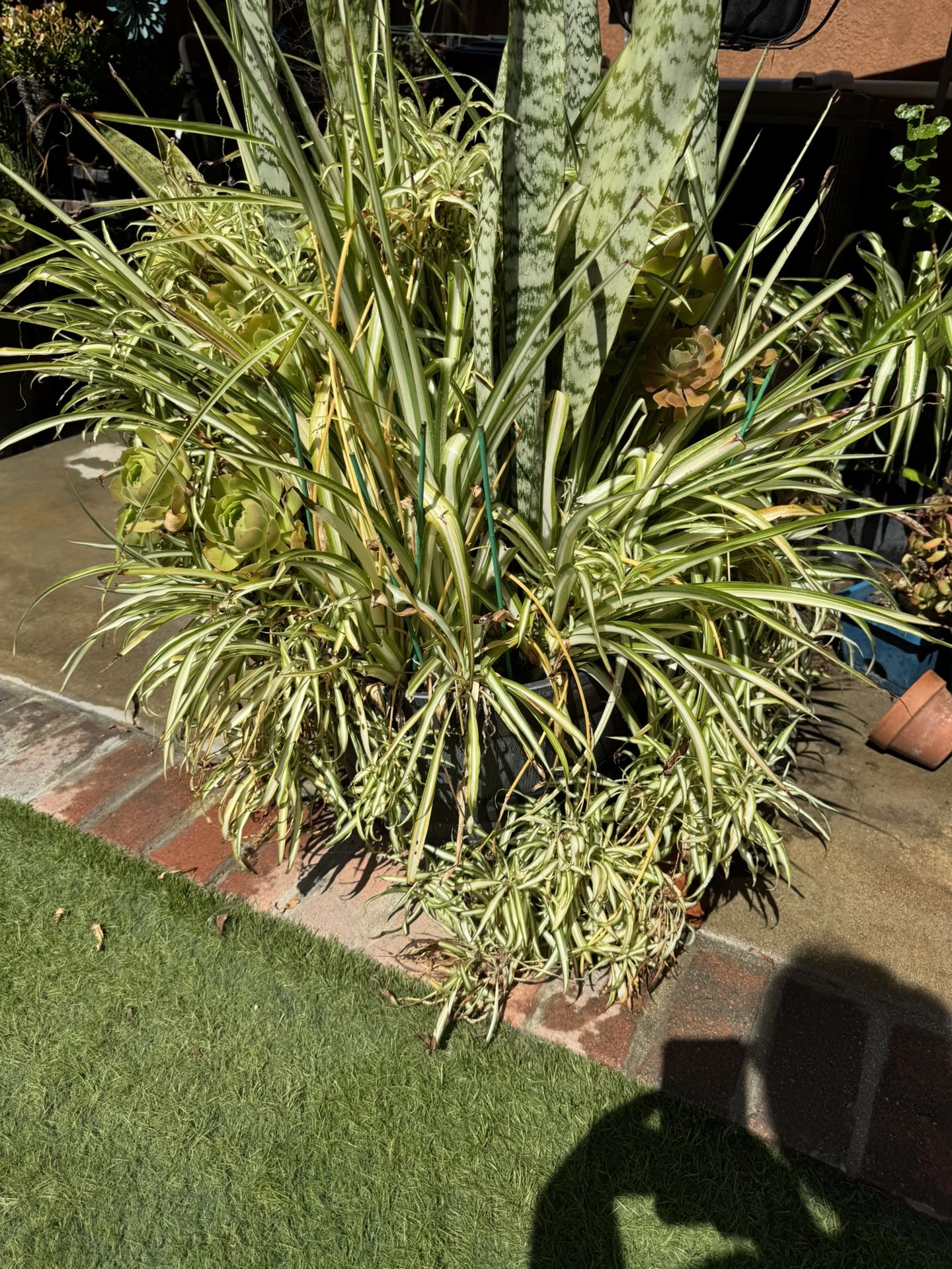 Two Assorted Plants (Aeon, Snake Plants and Spider Plants) in huge pots