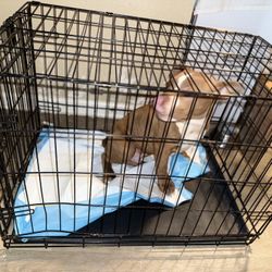DOG Crate 